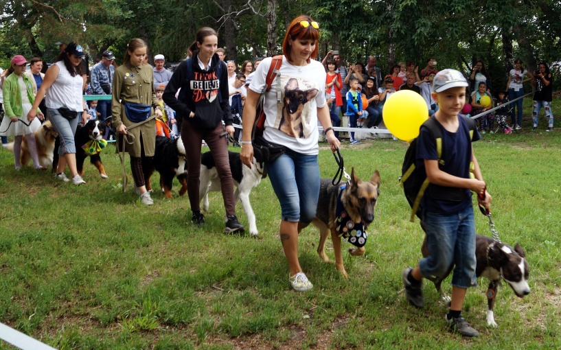 Омские собаки собрали более ста тысяч на лечение ребенка. ФОТО