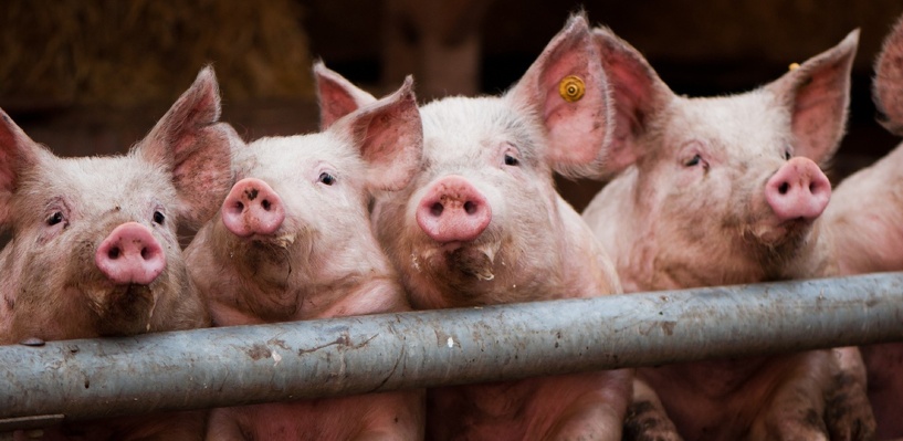 Белоруссия запретила ввоз свинины из Омской области
