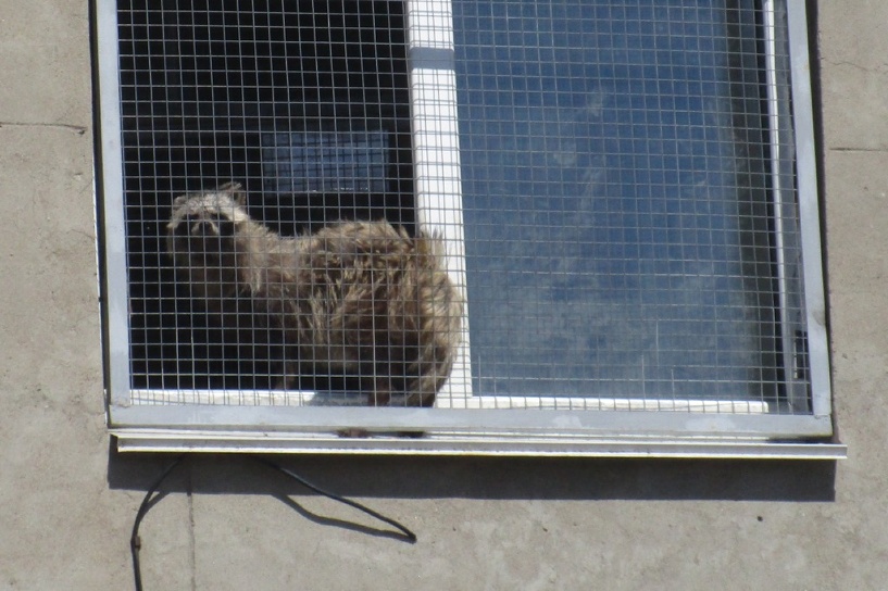 В омском приюте для бездомных животных «Друг» живет енотовидная собака Матрена