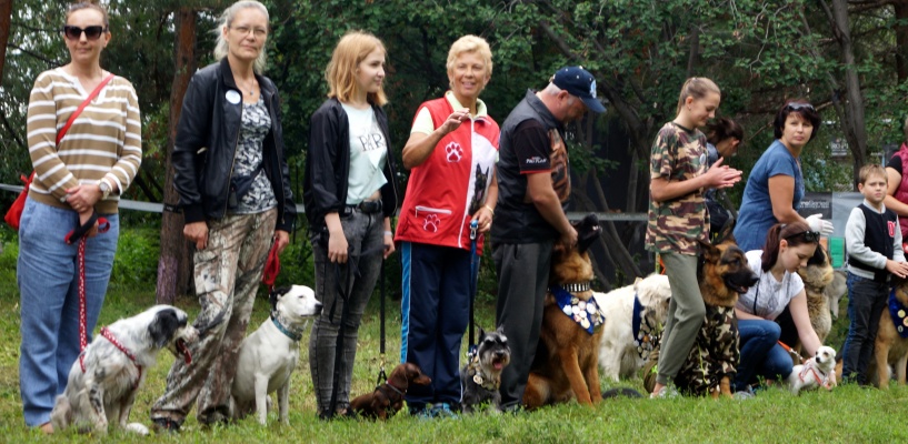 Омские собаки собрали более ста тысяч на лечение ребенка. ФОТО