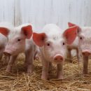 В Омской области зафиксирована вспышка африканской чумы свиней