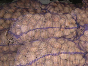 В России стали меньше выращивать овощей, большая часть которых - картофель
