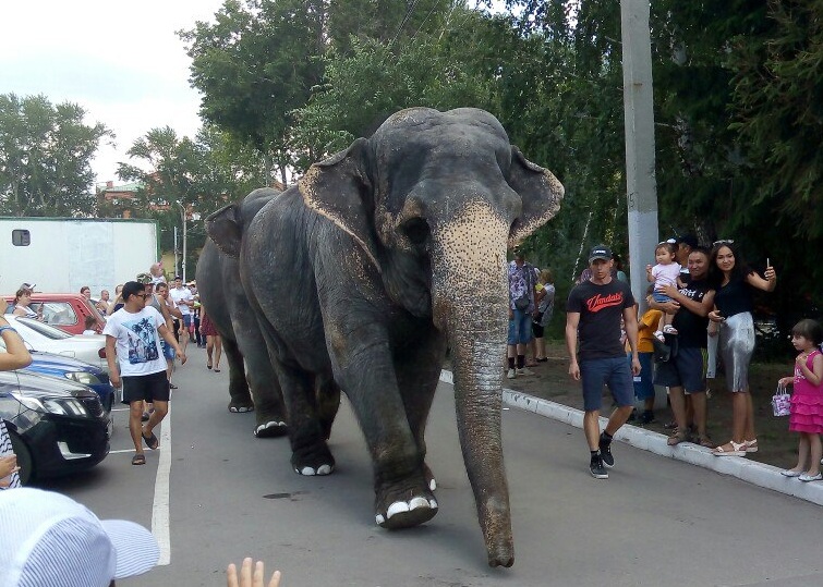 Омичам жалко слонов, которые ходили по городским улицам
