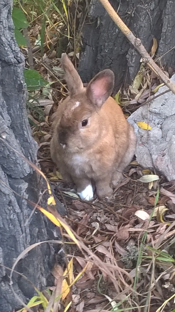 Омичи ловят декоративного кролика в парке «Зеленый остров»