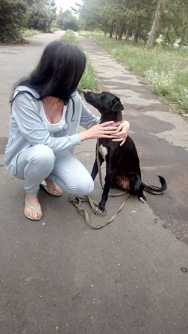 В Омске неизвестный украл собаку Дарку, привязанную возле магазина «Холидей»