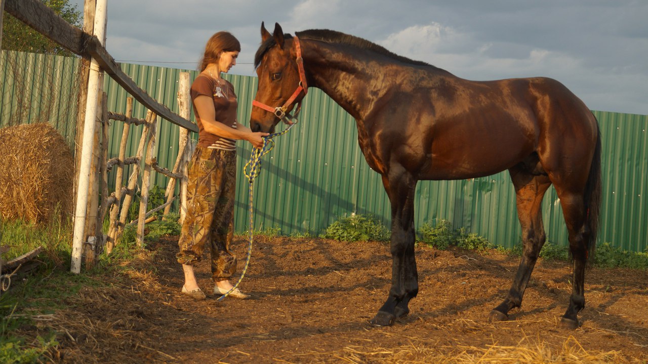 В Кормиловском районе Омской области у девушки украли скаковую лошадь