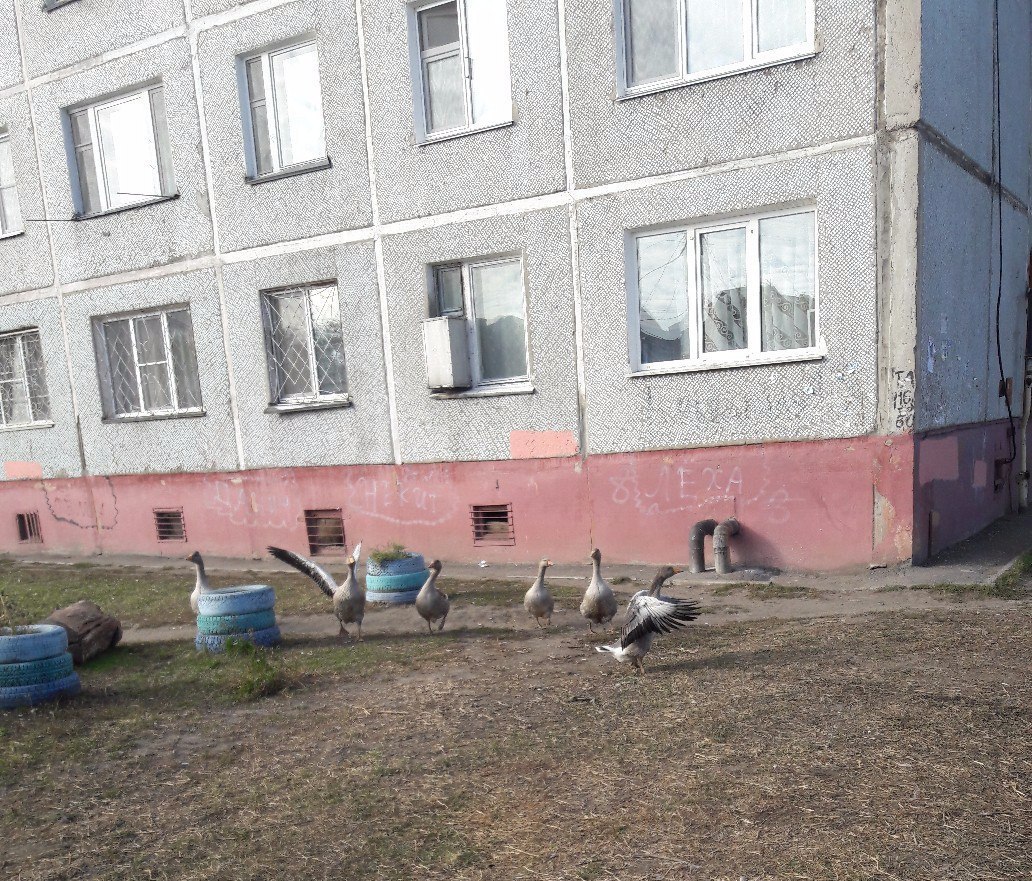 В Омске по Бульварной гуляют гуси