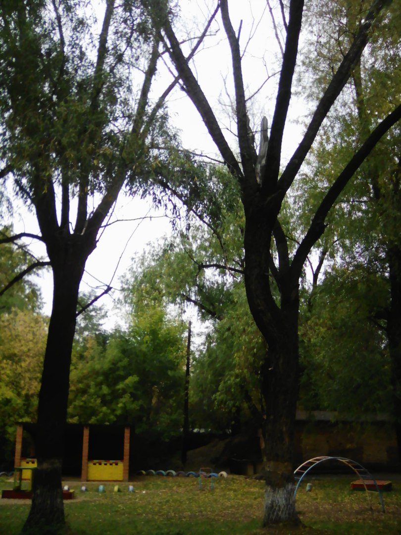 В Омске на детсад № 238 могут рухнуть засохшие деревья