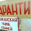 Распространением африканской чумы свиней в Омской области заинтересовался следственный комитет